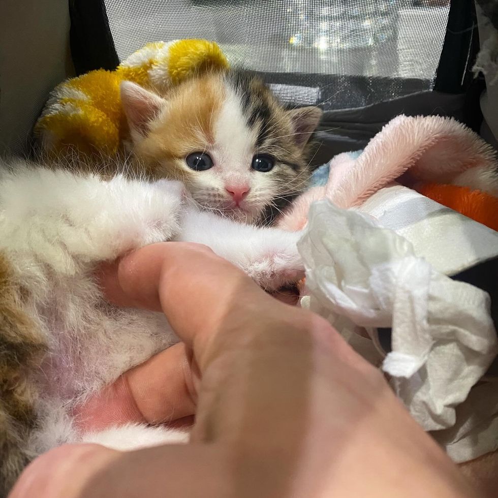 calico kitten belly rubs