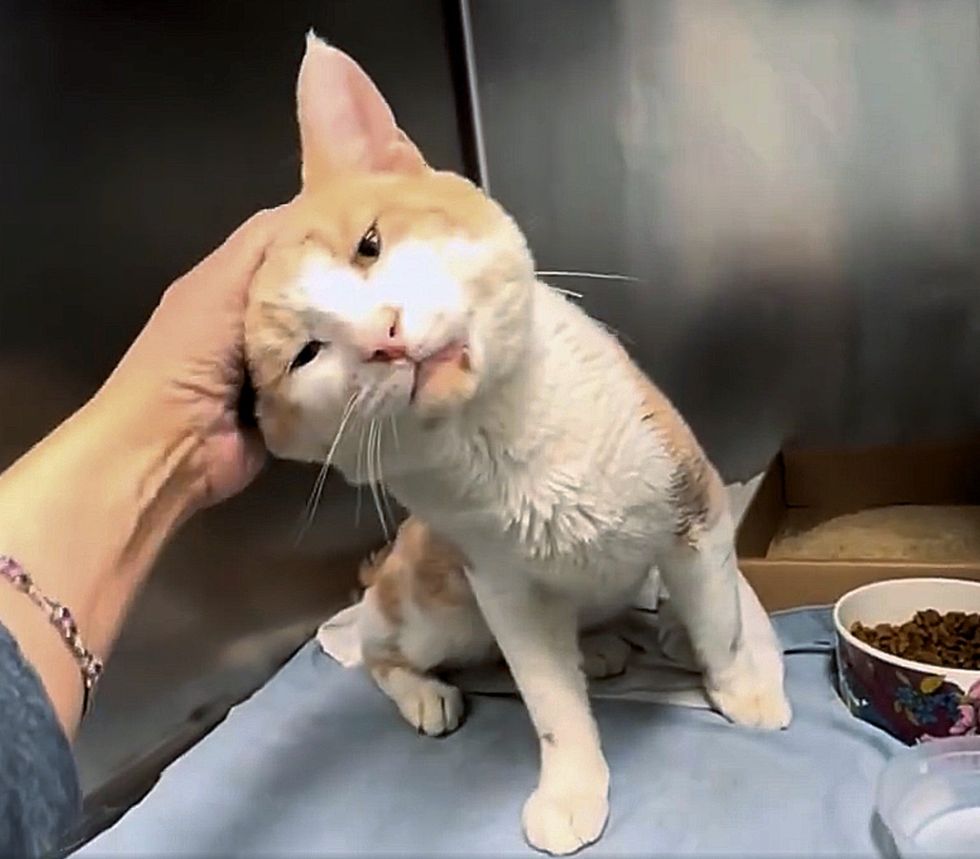 stray cat shelter snuggles