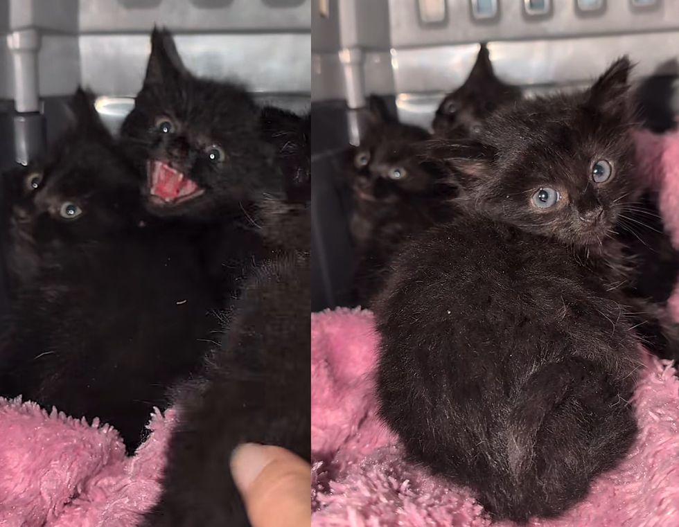 kittens hissy huddled