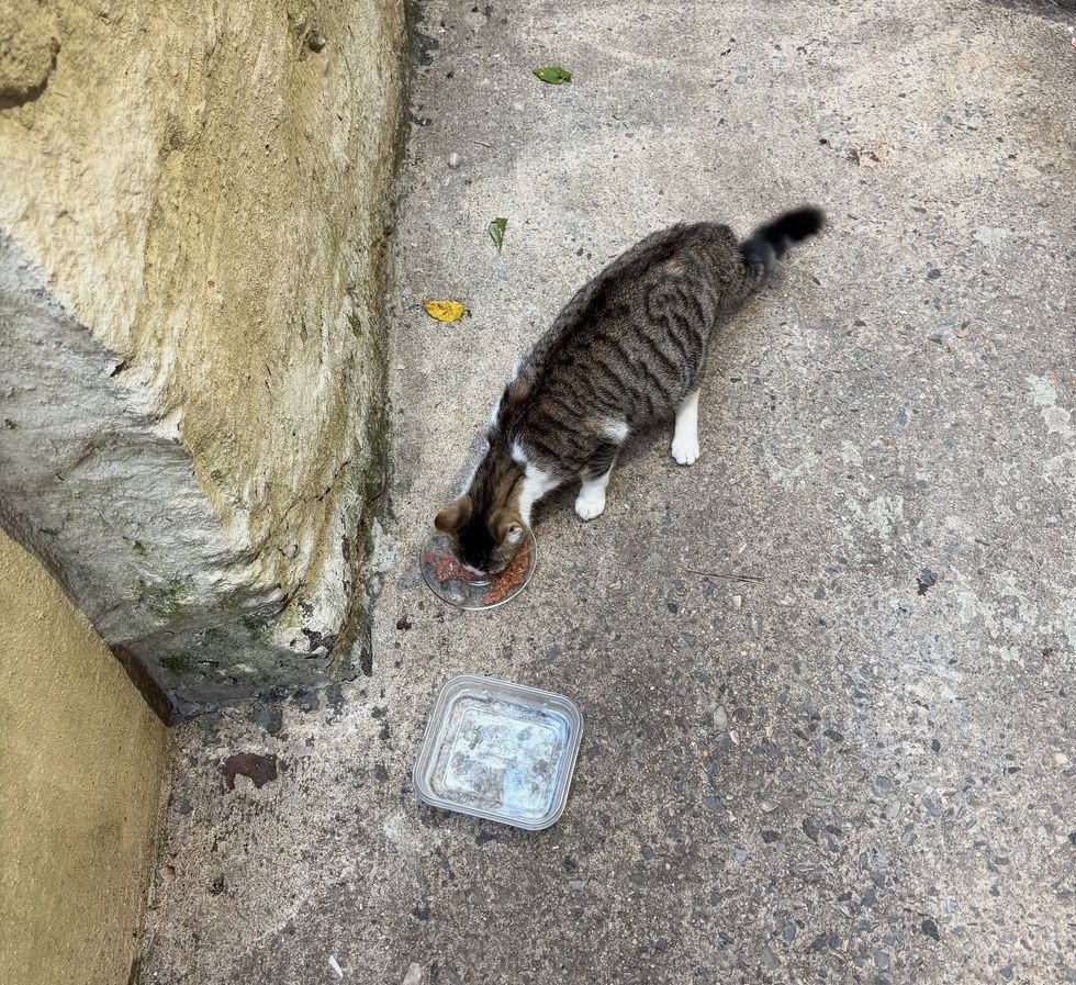 stray cat hungry