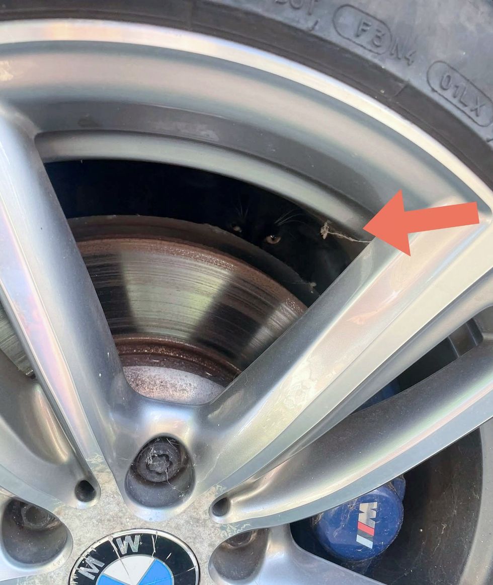 tuxedo kitten car wheel