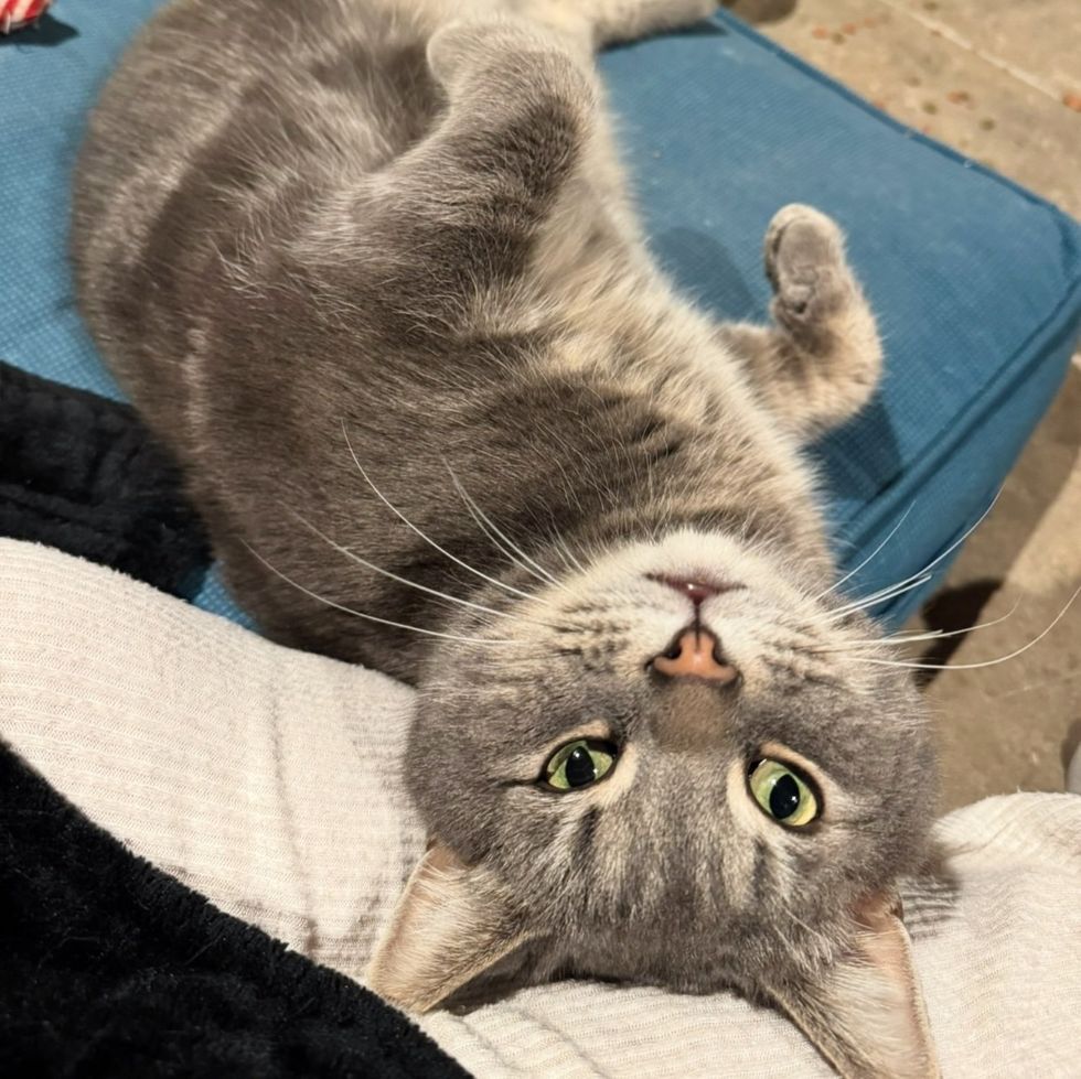 friendly stray cat snuggles