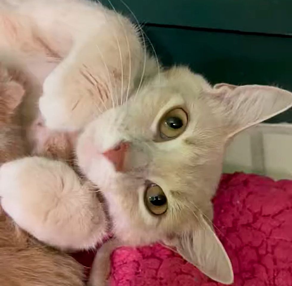 snuggly buff orange cat