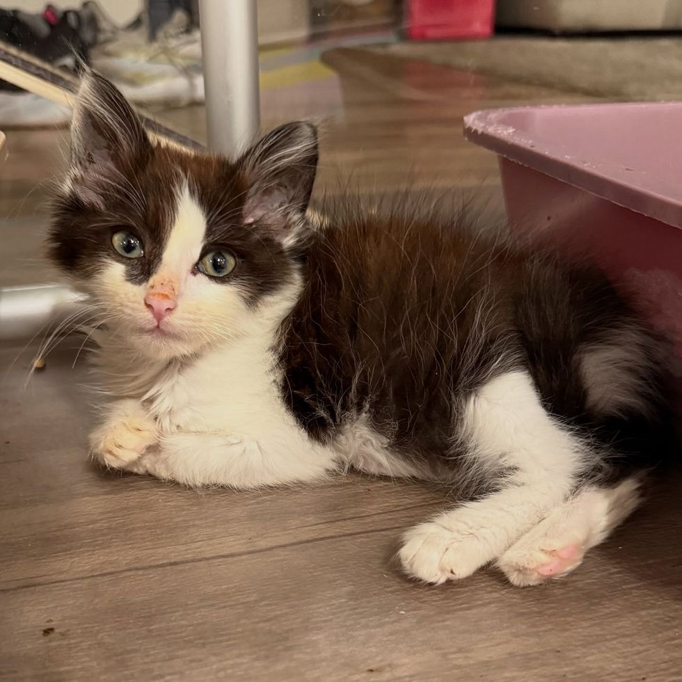 black and white kitten