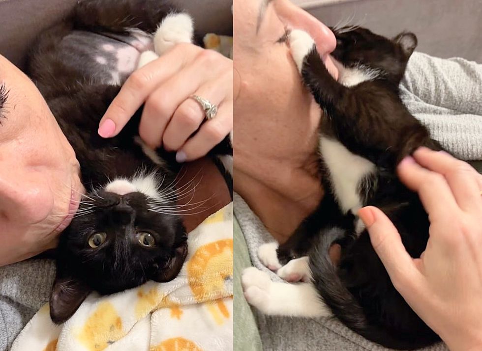 tuxedo kitten rolling happy