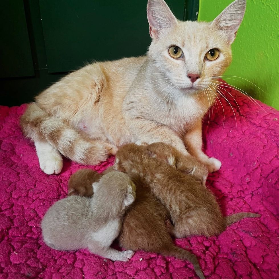 cat mom pile kittens
