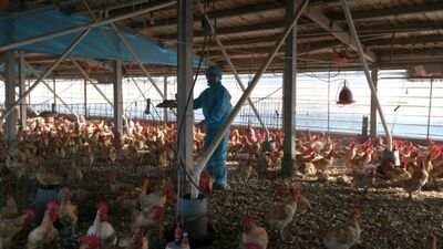 台中豐原蛋雞場　爆千隻雞死亡