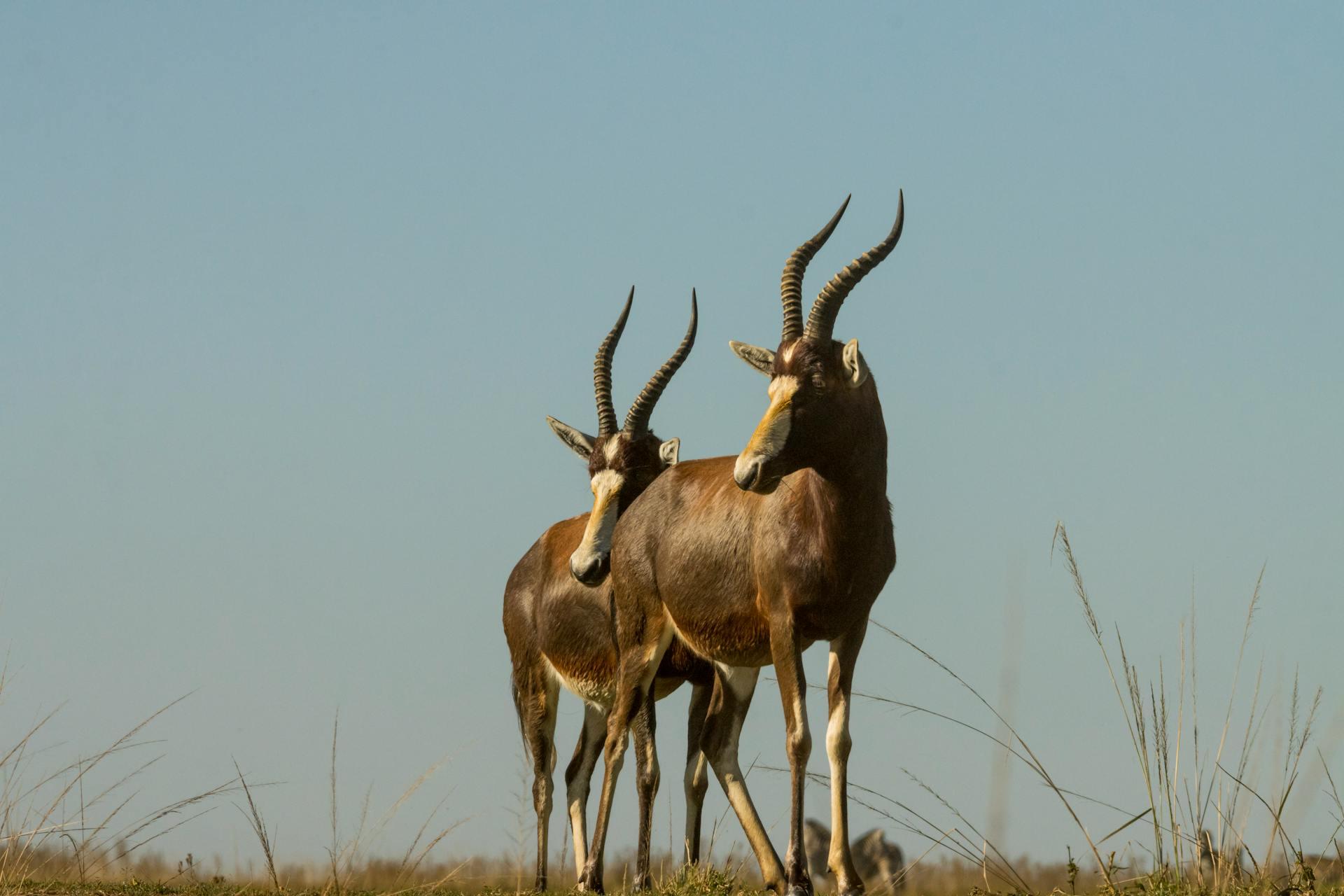 Majestic Antelopes grazing in an open field