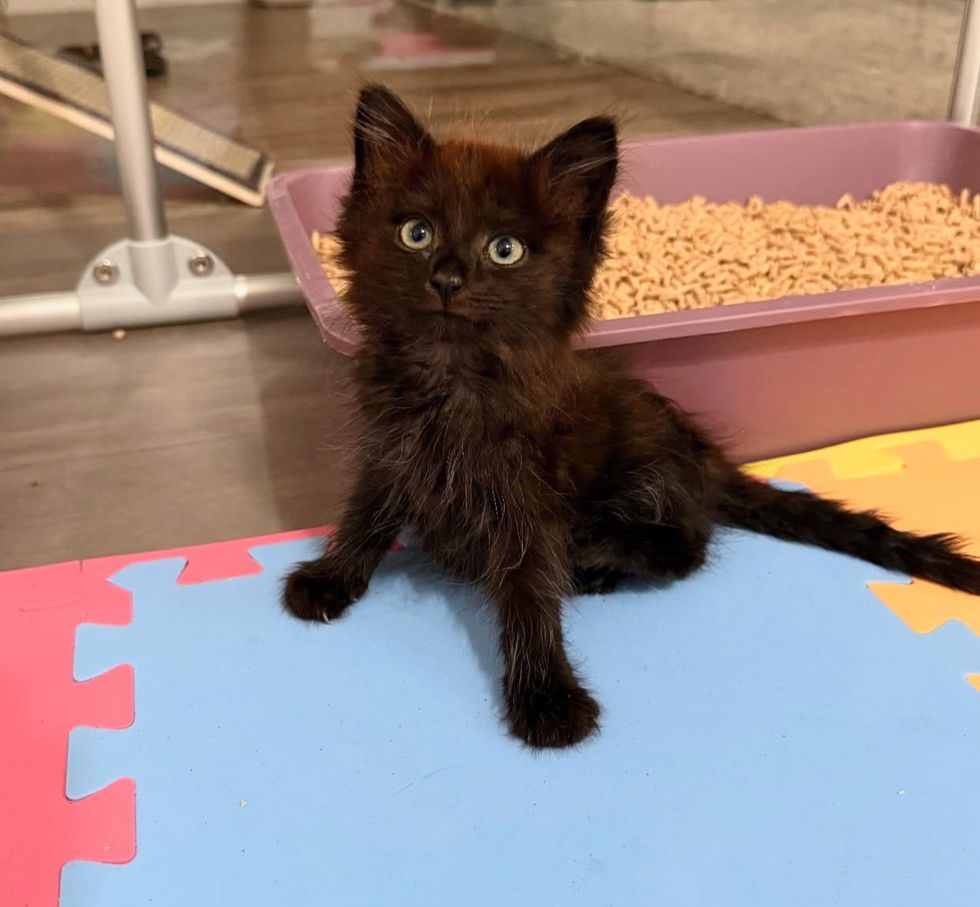 tiny house panther kitten