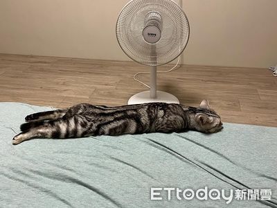 美短睡覺變「直挺挺海參」　超長一條趴床上還記得收手手