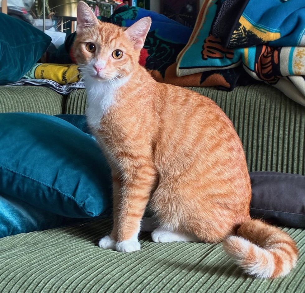 orange tabby cat foster