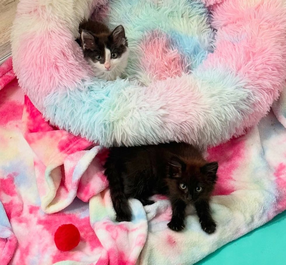 kittens best friends