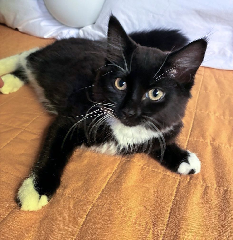 tuxedo kitten happy home