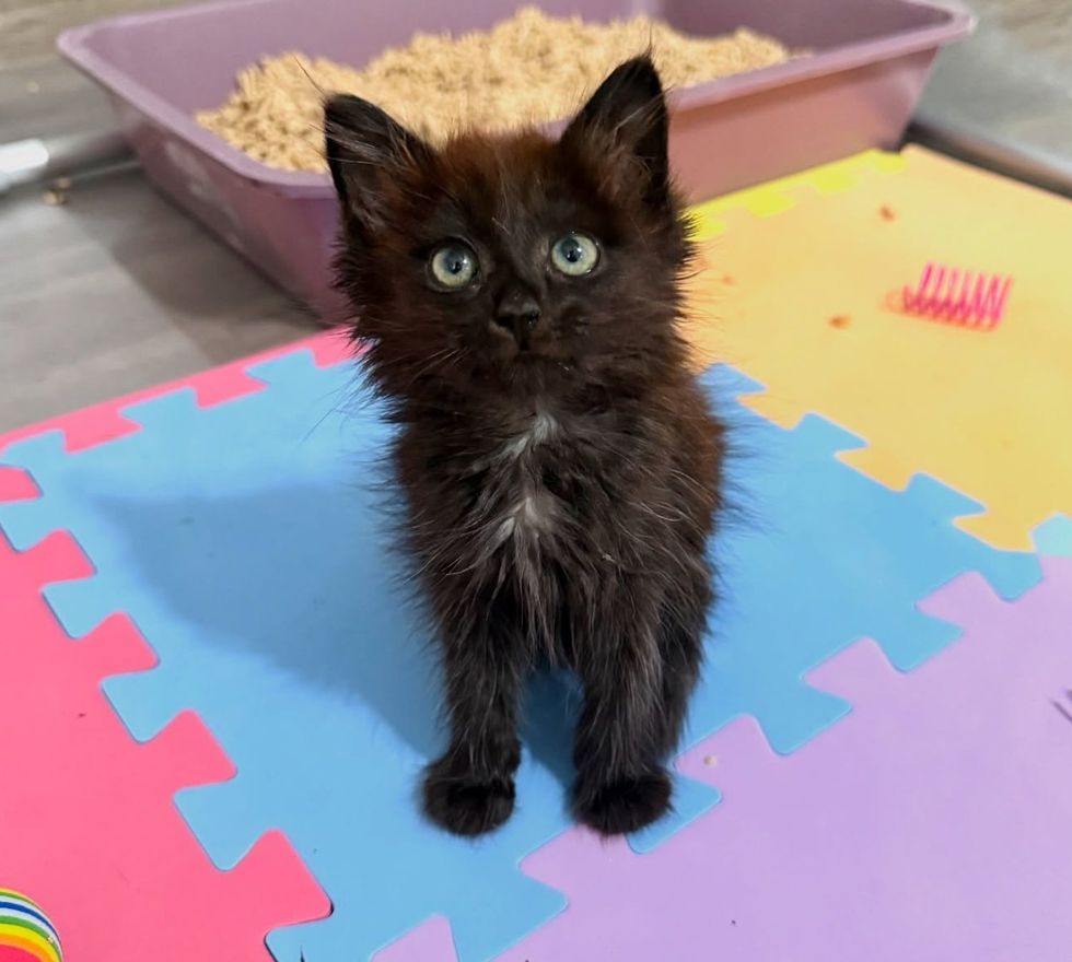 big eyes black kitten