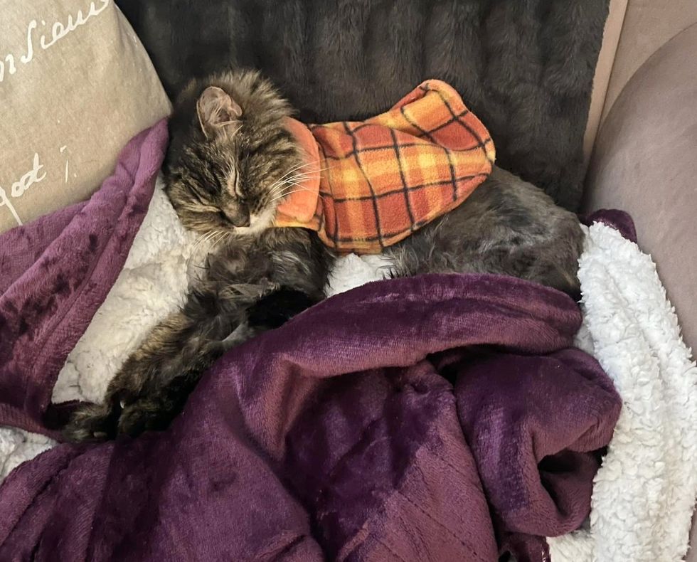 sleeping older cat comfort