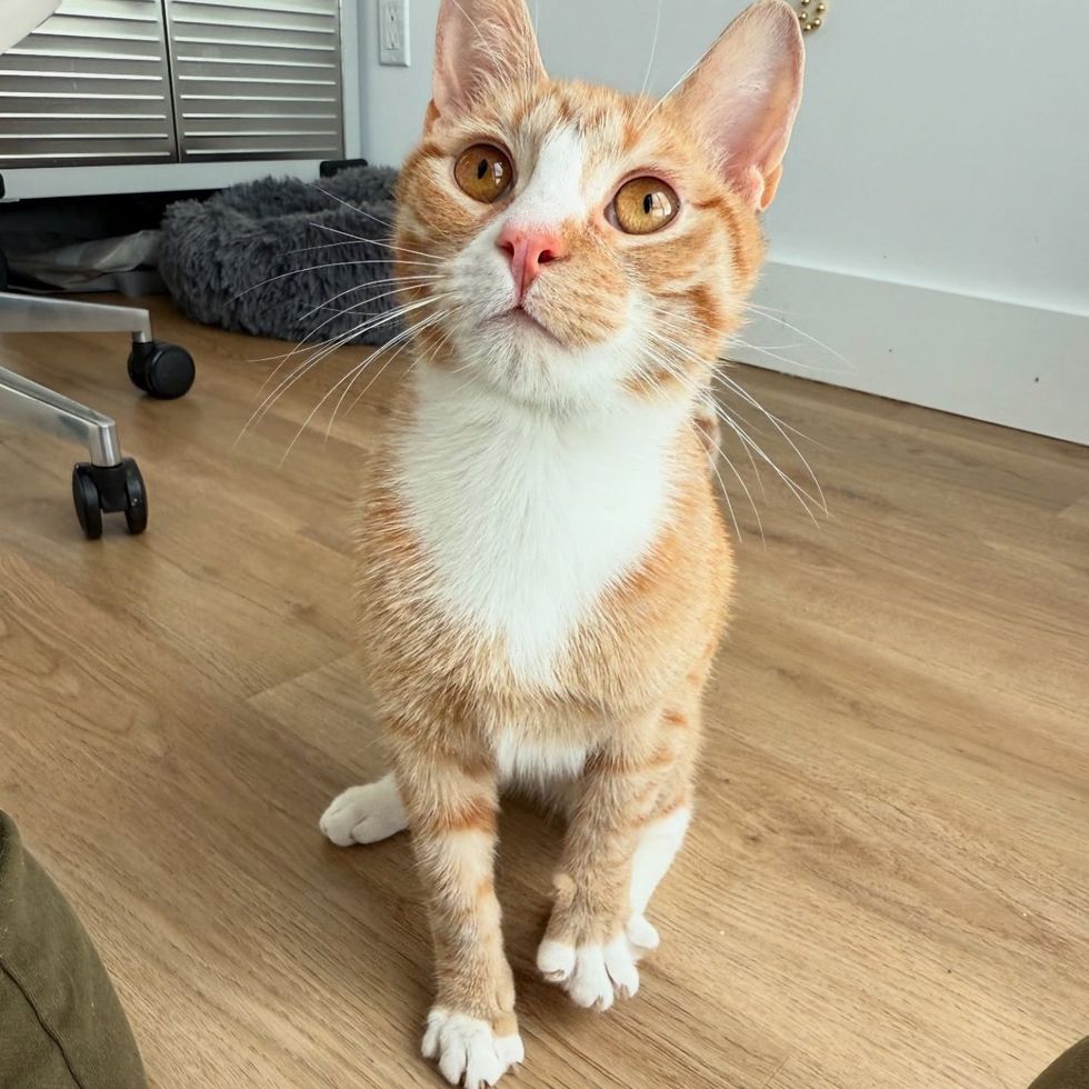 orange tabby cat paws