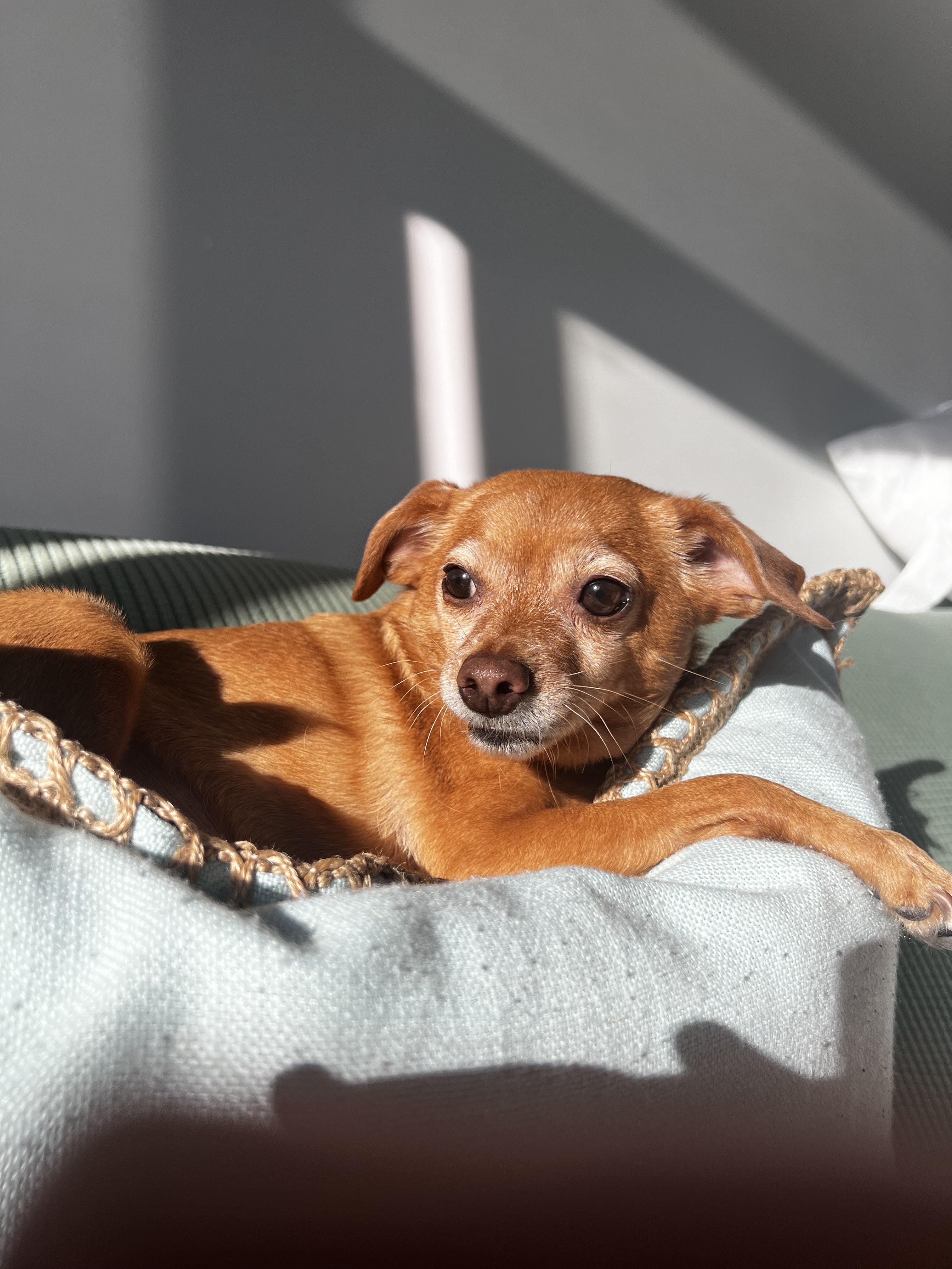 Poppy - Cream to Red Color