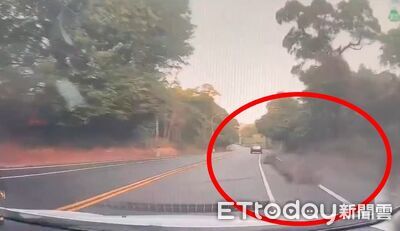 驚險畫面！彰化6天2起水鹿竄出馬路遭撞　「留一撮毛」逃回山林