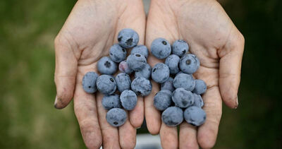 想吃藍莓快買！產季提前＋氣候干擾　全球價格將迎波動期