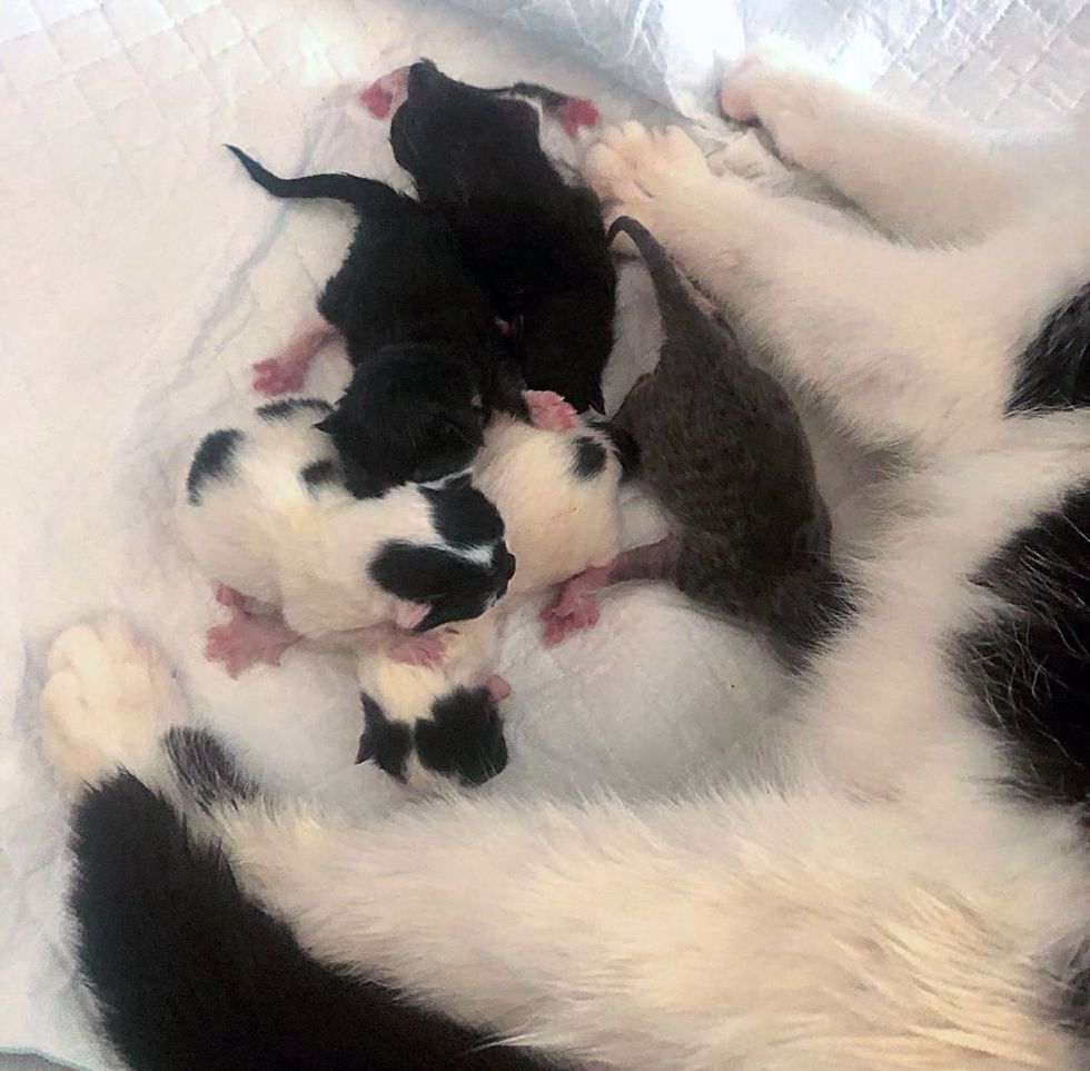 newborn kittens cat mother