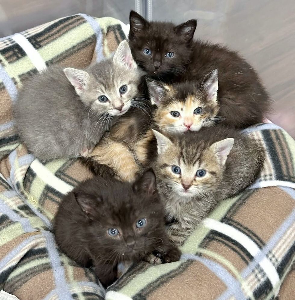 snuggly kittens cuddle puddle