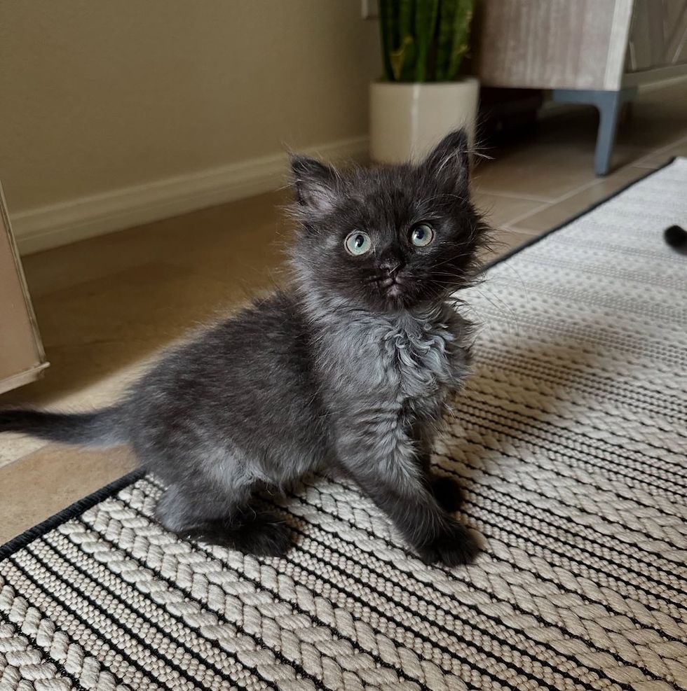 fluffy house panther kitten