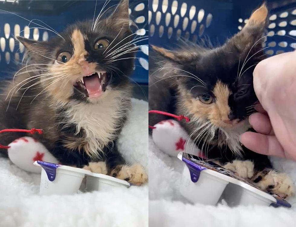 calico kitten meowing carrier