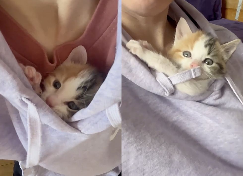 calico kitten snuggles