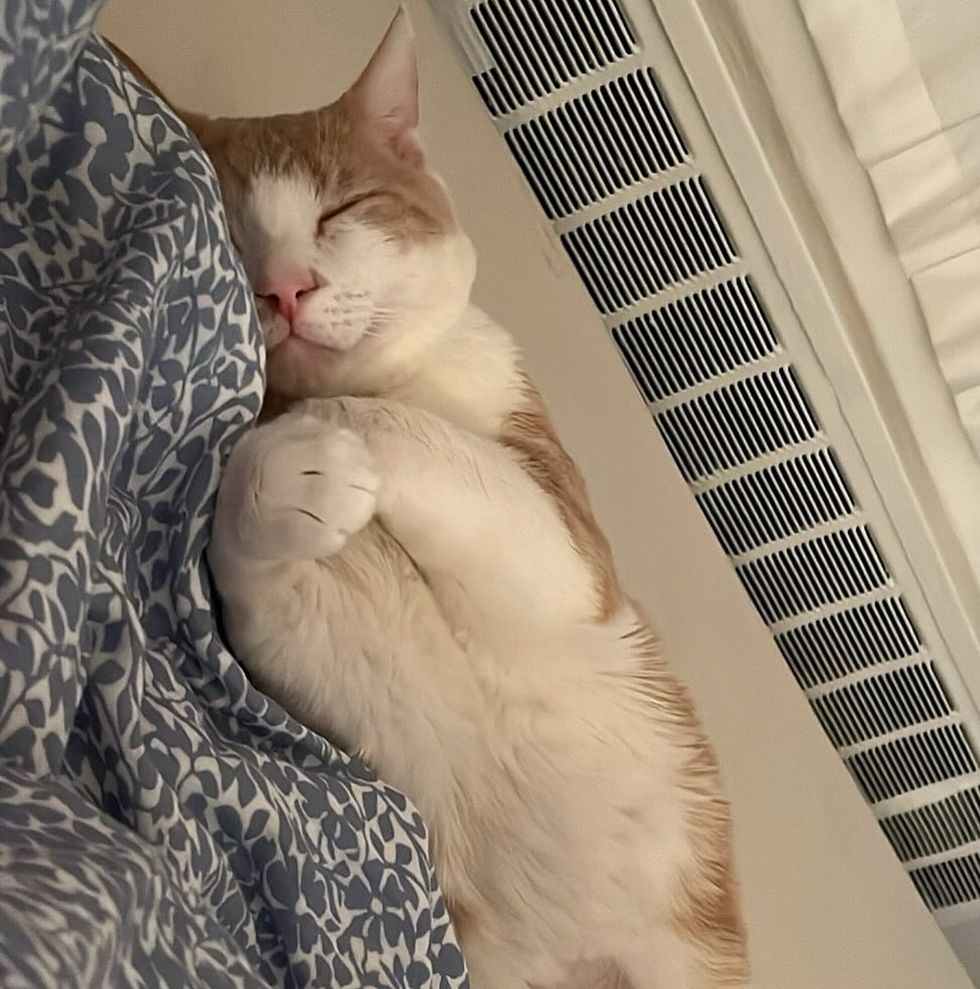 happy smiley sleeping cat