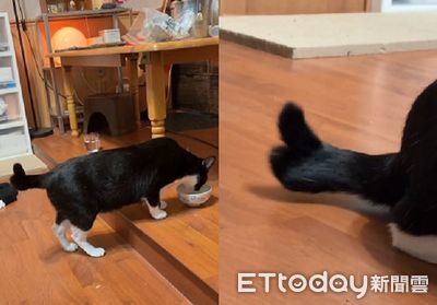 賓士貓大嗑罐罐ing　好吃到「尾巴比讚」魔性上下搖擺
