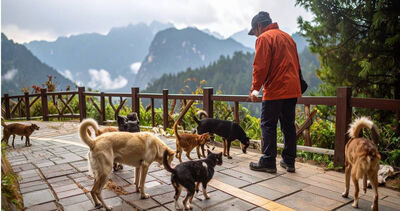 陽明山國家公園餵流浪狗　超噁！狗糧腐敗蟲狂嗑