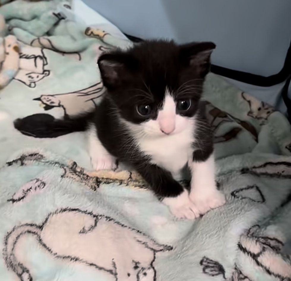 tuxedo kitten big eyes