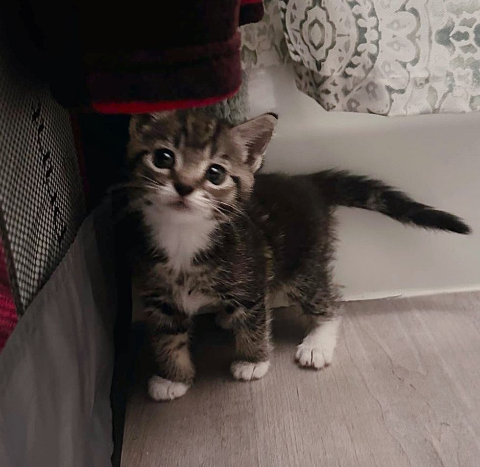 curious tabby tiny cat