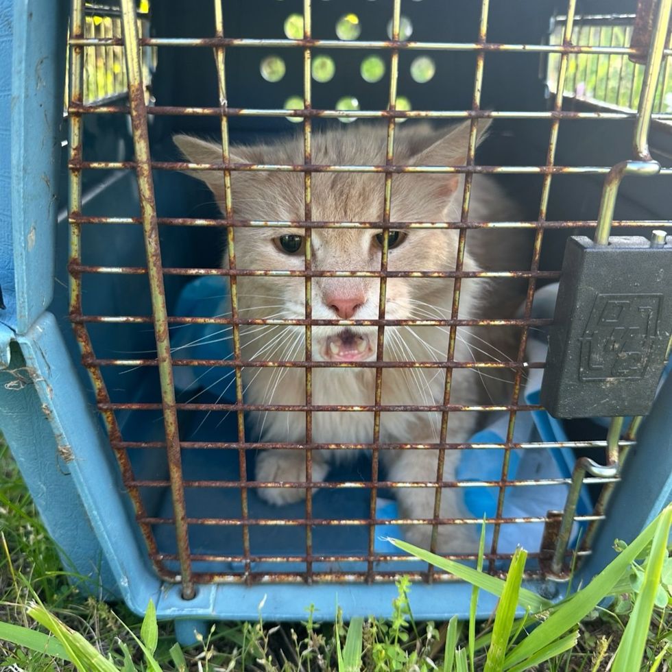 stray cat safe carrier