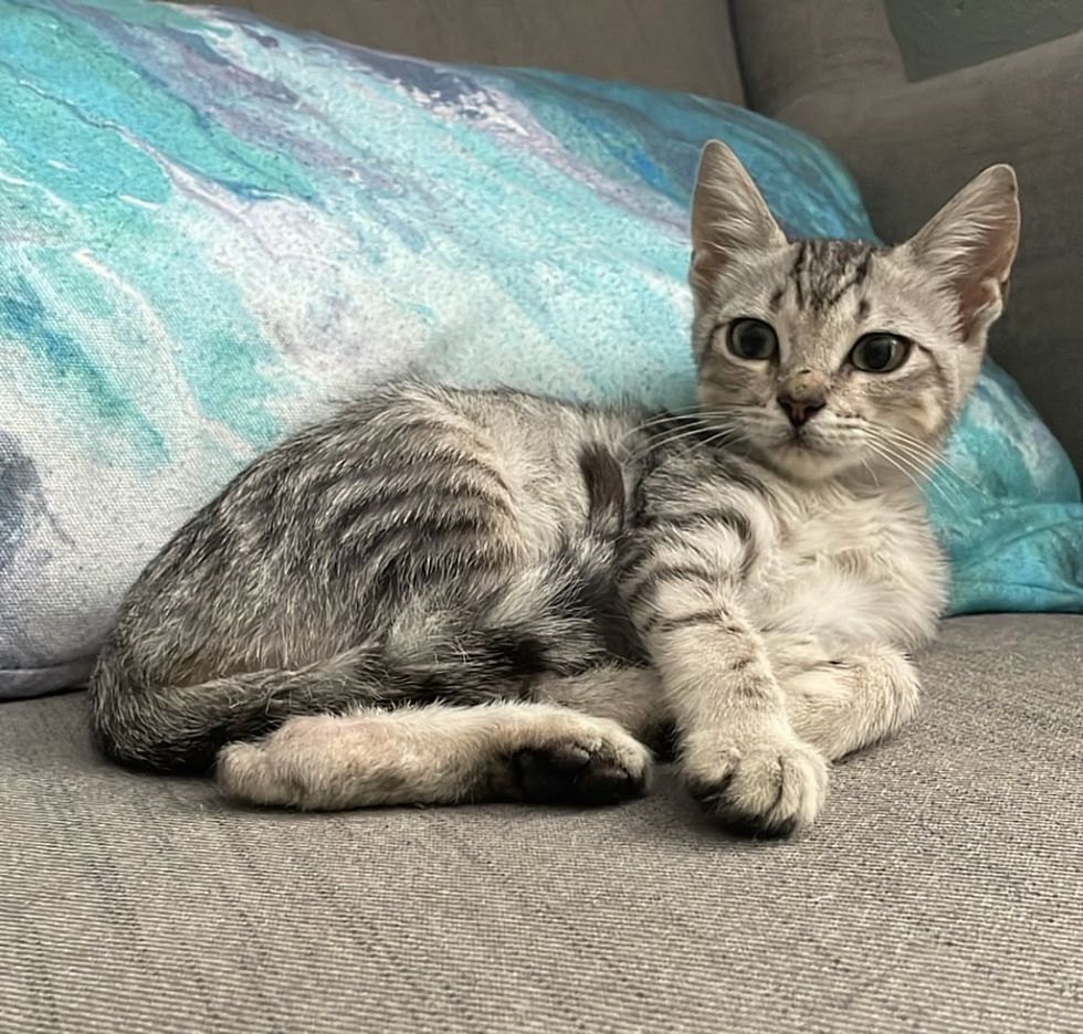 pampered kitten house cat