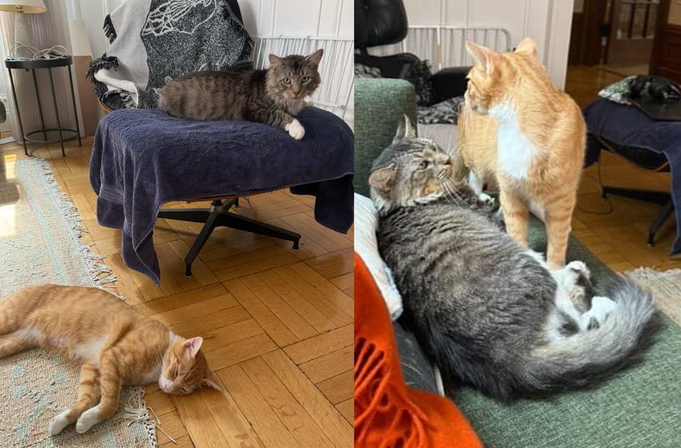 cats best friends forever