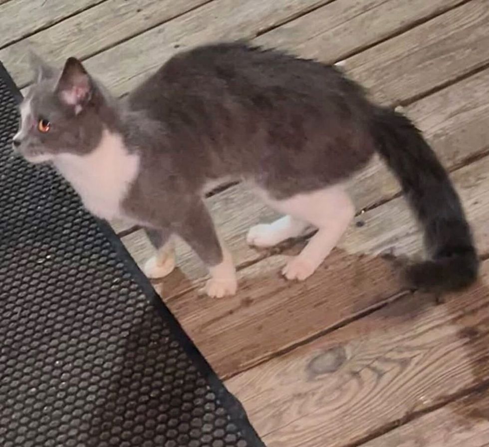 stray kitten porch