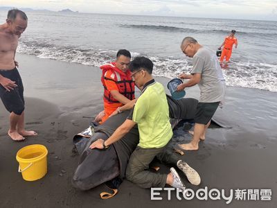 小抹香鯨母子遭鯊魚攻擊！擱淺蘇澳沙灘...傷勢嚴重人道處理