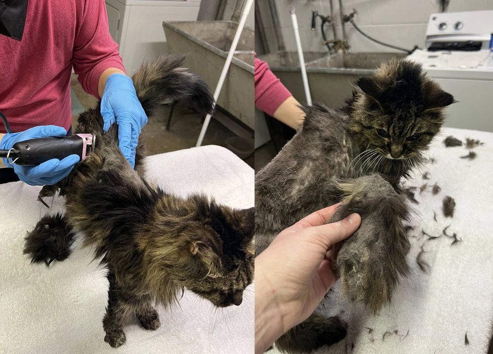 cat spa matted fur