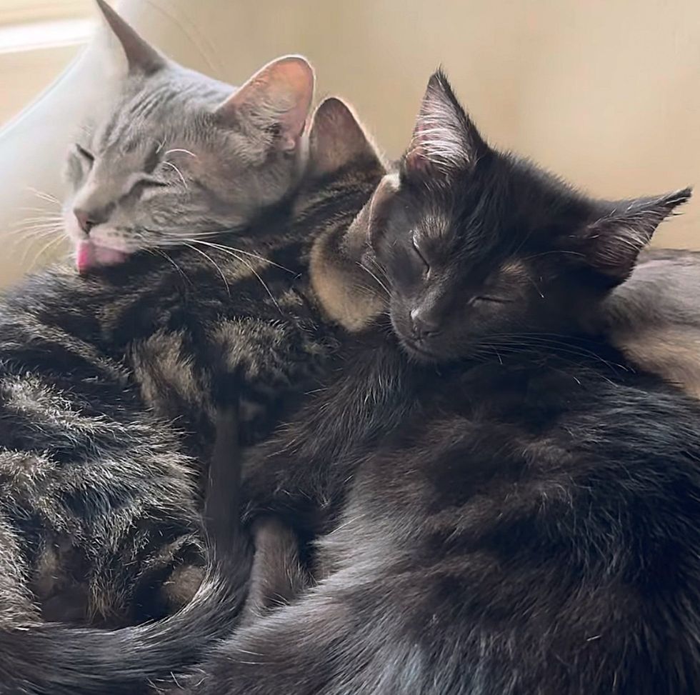 cat kittens snuggles sleeping