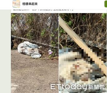 台中驚見「2歲法鬥」遭棄屍草叢　動保處找到主人：最高罰1.5萬