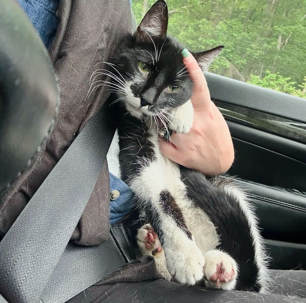 tuxedo cat snuggly car