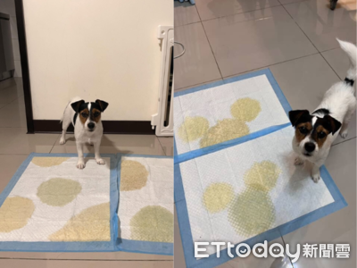 致敬日藝術家！傑克羅素㹴尿墊當畫布　鋪滿圓點還巧妙留白