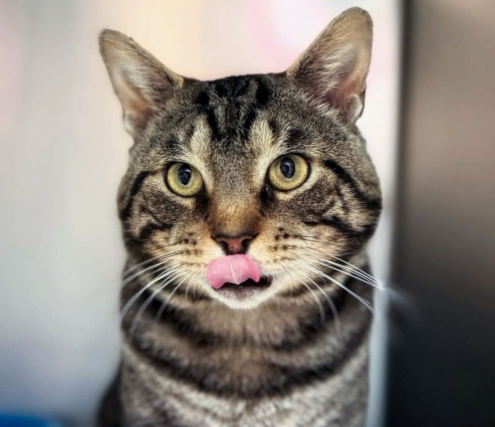 shelter cat tongue