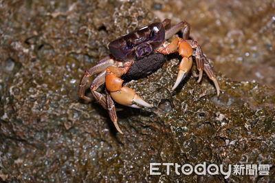 避免路殺悲劇重演　墾管處封路9夜守護陸蟹生命延續